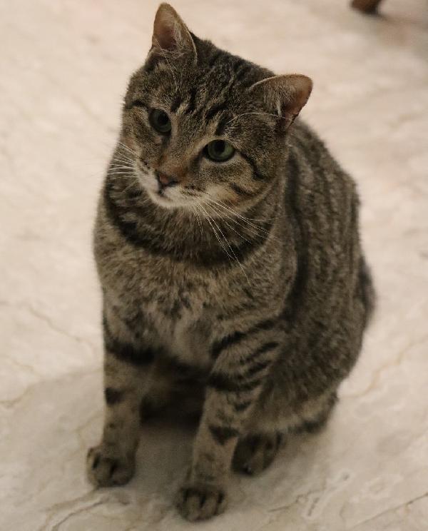 Niki (inizio 2024) splendido esserino Foto 3